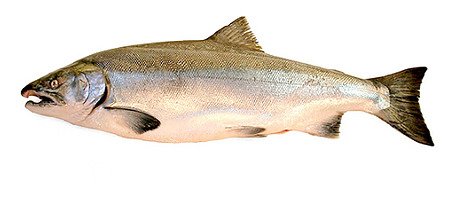 COHO SALMON.PNG